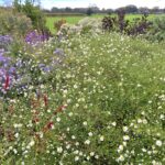 Asterseizoen in De Tuin Rondom