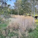 Het Berkenbos met Deschampsia cespitosa
