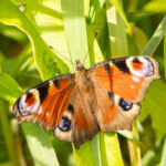 Dagpauwoog in de zon op een plant