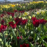 Een veld met donkerrode en lichtgele tulpen in onze bloemenpluktuin