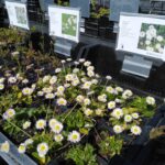 Kratten met plantjes op onze kwekerij. Vooraan veel bloeiende madeliefjes