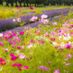 Bloeiende, roze en witte cosmea's, met op de achtergrond rijen lavendel