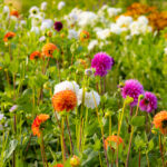 Diverse witte, roze en oranje dahlia's in de bloemenpluktuin