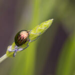 Rozemarijngoudhaantje op lavendelknop