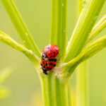 Parende lieveheersbeestjes op plant met bladluizen