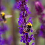 Weidehommel op Salvia nemorosa 'Caradonna'